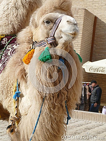 Bactrian Camel Camelus bactrianus in Khiva, Uzbekistan Editorial Stock Photo