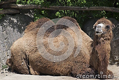 Bactrian camel (Camelus bactrianus) Stock Photo