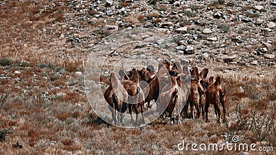 Bactrian Camel in the Gobi desert, Mongolia. A herd of Animals on the pasture Stock Photo