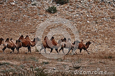 Bactrian Camel in the Gobi desert, Mongolia. A herd of Animals on the pasture Stock Photo
