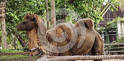 Bactrian camel has two humps for storing fat converted to water and energy when sustenance not available. These give camels abilit Stock Photo