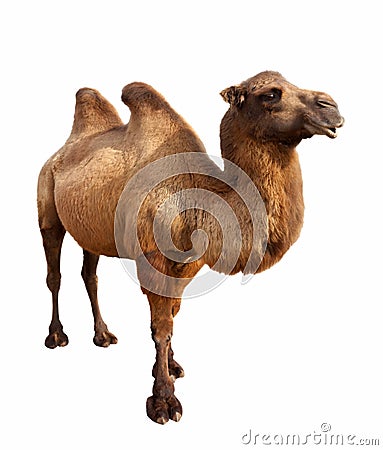 Bactrian camel. Isolated on white Stock Photo