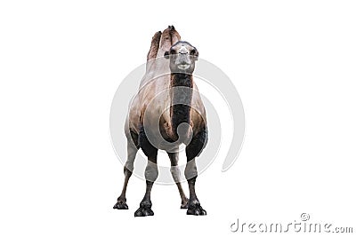 Bactrian Camel isolated on white. The Bactrian camel Camelus bactrianus is a large, even-toed ungulate native to the Stock Photo