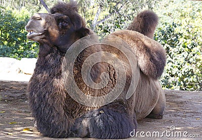 Bactrian camel Editorial Stock Photo