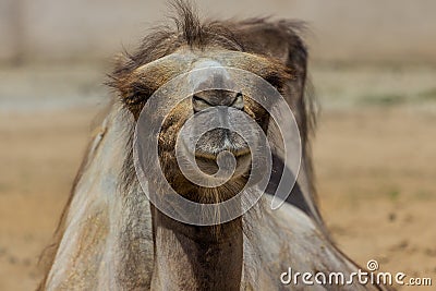 The Bactrian camel lying on the sand. Cute hoofed animals. Stock Photo