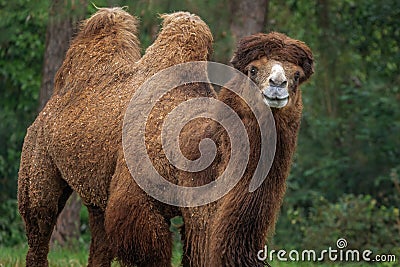 Bactrian Camel portrait Stock Photo