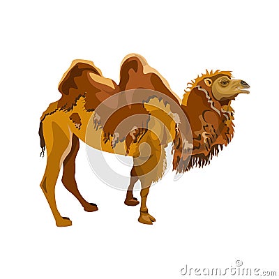 Bactrian camel shedding Vector Illustration