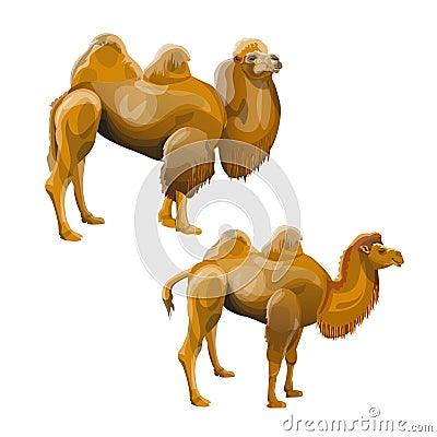 Bactrian camel set Vector Illustration