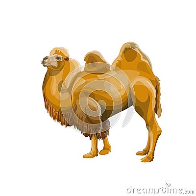 Bactrian camel vector Cartoon Illustration