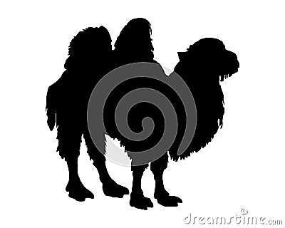 Bactrian camel on white Vector Illustration