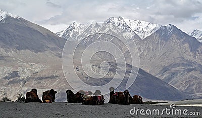 Bactrian camels in Nubra Valley Stock Photo