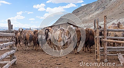 Bactrian camels Stock Photo