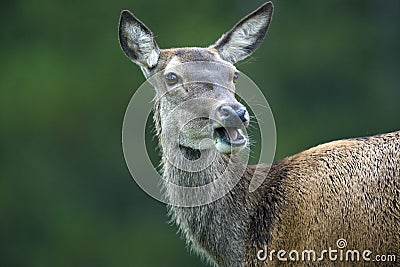 Bactrian deer (Cervus elaphus bactrianus) Stock Photo