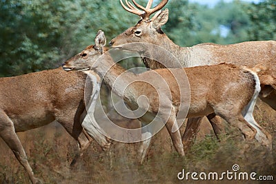 The Bactrian deer Cervus elaphus bactrianus Stock Photo