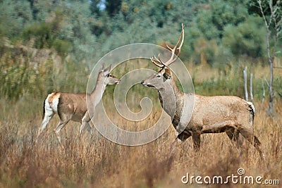 The Bactrian deer Cervus elaphus bactrianus Stock Photo