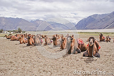 Bactrian species of double humped camels in Nubra Valley Editorial Stock Photo