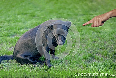 Bad black dog, pushing by owner with finger pointing at him Stock Photo