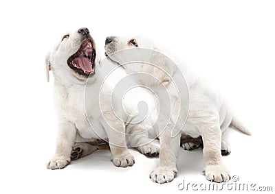 Bad dog breath puppies Stock Photo