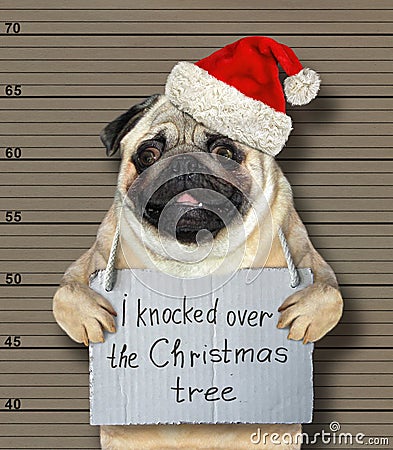 Bad dog knocked over the Christmas tree Stock Photo