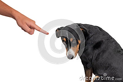 Bad dog, pushing by owner with finger pointing at him, isolated on white background Stock Photo