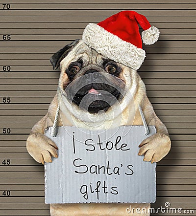 Bad dog stole santa`s gifts Stock Photo