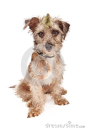 Bad dog with spiked collar and mohawk Stock Photo