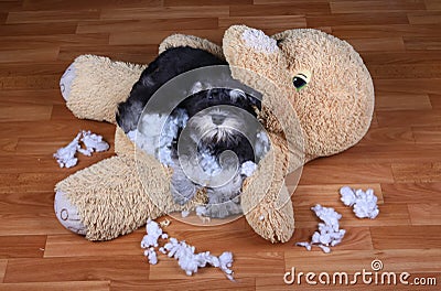 Bad naughty schnauzer dog destroyed plush toy Stock Photo