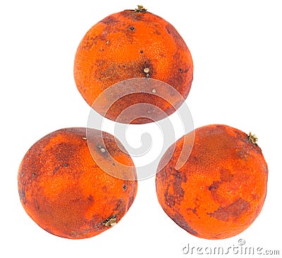 Bad Orange Royalty Free Stock Image - Image: 23807886 Bad Orange Royalty Free Stock Image - Image: 23807886
