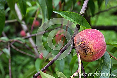 Bad rotten decay blemish fungus peach tree branch twig Stock Photo