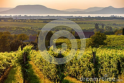 The Badacsony mountain with Lake Balaton and a vineyard in the f Stock Photo