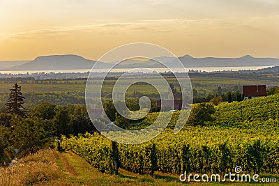 The Badacsony mountain with Lake Balaton and a vineyard in sunset colors in Hungary Stock Photo
