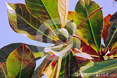 badam tree and raw green fruit , Indian almond, Olive bark tree, Sea almond, Tropical Almond, Umbrella Tree Stock Photo