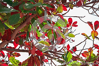 badam tree and raw green fruit , Indian almond, Olive bark tree, Sea almond, Tropical Almond, Umbrella Tree Stock Photo