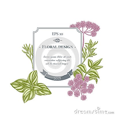 Badge design with pastel angelica, basil, rosemary Vector Illustration