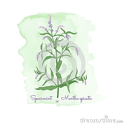 Badge with Spearmint Plant and Watercolor Spots Vector Illustration