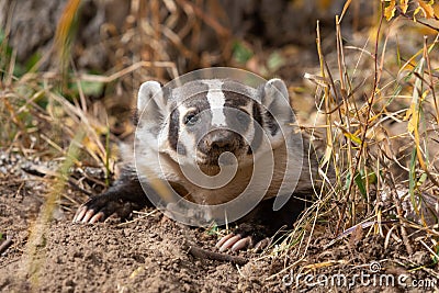 Badger Close up in Autumn in Wyoming Stock Photo