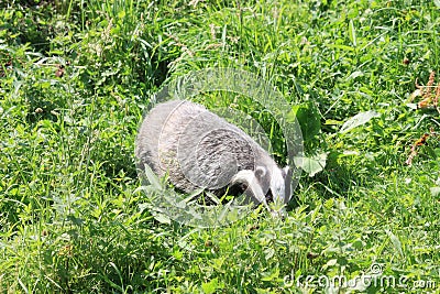 Badger Stock Photo