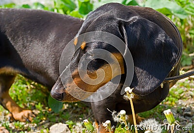 Badger-dog 8 Stock Photo