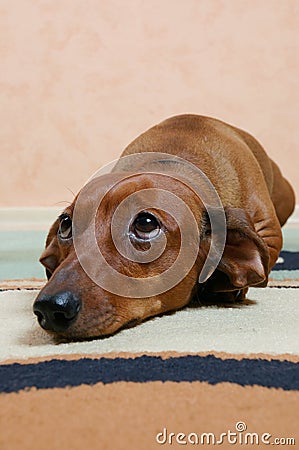 Badger dog is sad Stock Photo