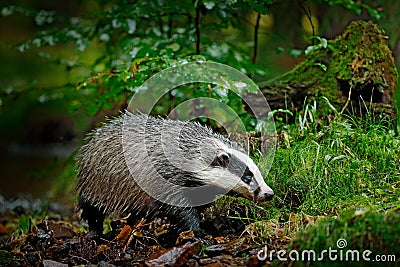 Badger in forest, animal in nature habitat, Germany, Europe. Wild Badger, Meles meles, animal in wood, autumn pine green forest. M Stock Photo