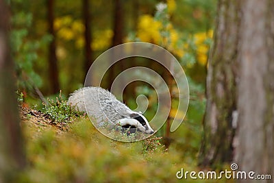 Badger in forest, animal nature habitat, Germany, Europe. Wildlife scene. Wild Badger, Meles meles, animal in wood. European Stock Photo