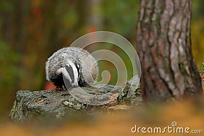 Badger in forest, animal nature stone habitat, Germany, Europe. Wildlife scene. Wild Badger, Meles meles, animal, tree trunk. Euro Stock Photo