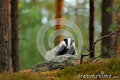 Badger in the forest. Hidden in bushes of cranberries. Nice wood in the background Stock Photo