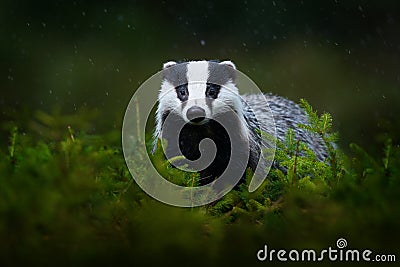 Badger in the green forest. Cute Mammal in environment, rainy day, Germany, Europe. Wild Badger, Meles meles, animal in the wood Stock Photo