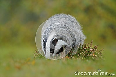Badger in the green grass, animal in nature habitat, Germany, Europe. Wild Badger, mammal in environment, feeding. Wildlife nature Stock Photo