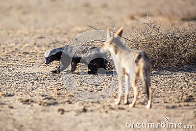 Badger and Jackal Stock Photo