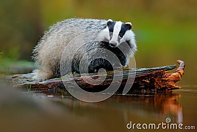 Badger in lake water, animal nature habitat, Germany, Europe. Wildlife scene. Wild Badger, Meles meles, animal in wood. European b Stock Photo