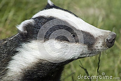 Badger - Meles meles Stock Photo