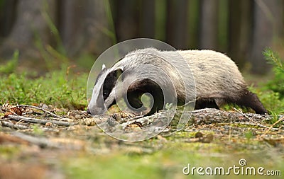 Badger Stock Photo