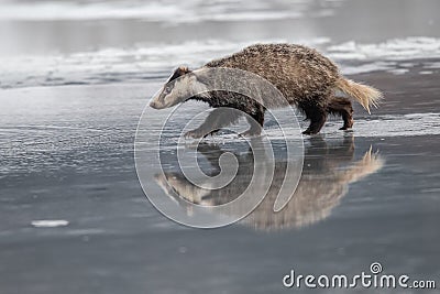 Badger running in snow, winter scene with badger Stock Photo